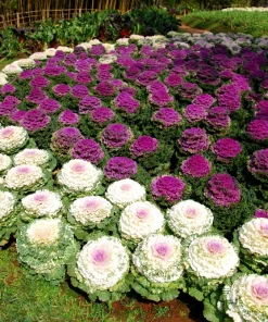 50 Mixed Ornamental Cabbage Seeds - Flowering Brassica Oleracea - Image 8