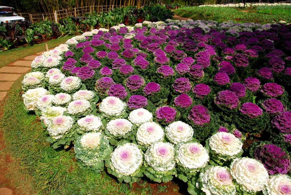 50 Mixed Ornamental Cabbage Seeds - Flowering Brassica Oleracea - Image 8