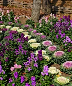 50 Mixed Ornamental Cabbage Seeds - Flowering Brassica Oleracea - Image 9