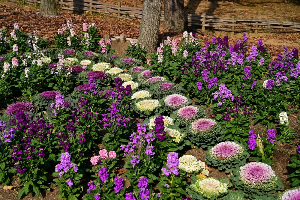 50 Mixed Ornamental Cabbage Seeds - Flowering Brassica Oleracea - Image 9