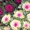 50 Mixed Ornamental Cabbage Seeds - Flowering Brassica Oleracea - Image 1