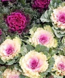 50 Mixed Ornamental Cabbage Seeds - Flowering Brassica Oleracea - Image 1