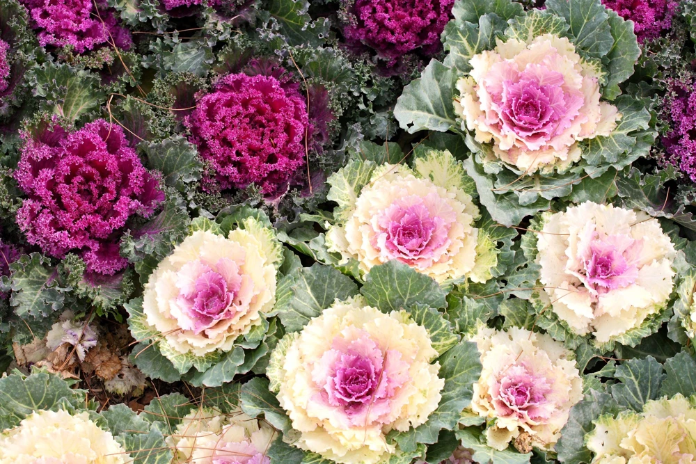 50 Mixed Ornamental Cabbage Seeds - Flowering Brassica Oleracea - Image 1