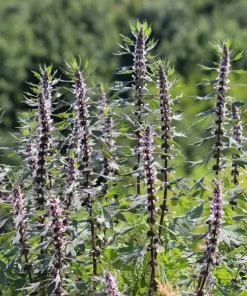 50 Motherwort Seeds - Leonurus Cardiaca Herb Flower Seeds for Heartwort - Image 2