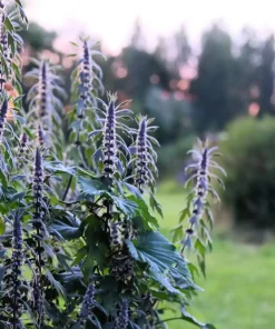 50 Motherwort Seeds - Leonurus Cardiaca Herb Flower Seeds for Heartwort - Image 3