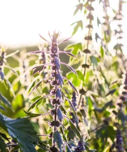 50 Motherwort Seeds - Leonurus Cardiaca Herb Flower Seeds for Heartwort - Image 4