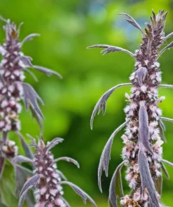 50 Motherwort Seeds - Leonurus Cardiaca Herb Flower Seeds for Heartwort - Image 5