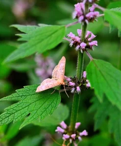 50 Motherwort Seeds - Leonurus Cardiaca Herb Flower Seeds for Heartwort - Image 6