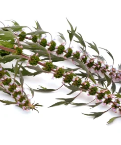 50 Motherwort Seeds - Leonurus Cardiaca Herb Flower Seeds for Heartwort - Image 7