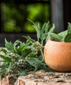 50 Motherwort Seeds - Leonurus Cardiaca Herb Flower Seeds for Heartwort - Image 8