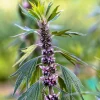 50 Motherwort Seeds - Leonurus Cardiaca Herb Flower Seeds for Heartwort - Image 1
