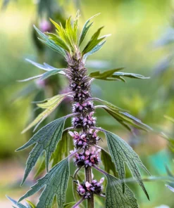 50 Motherwort Seeds - Leonurus Cardiaca Herb Flower Seeds for Heartwort - Image 1