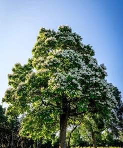 50 Northern Catalpa Tree Seeds - Fast Growing Shade Tree, Large White Flowers - Image 10