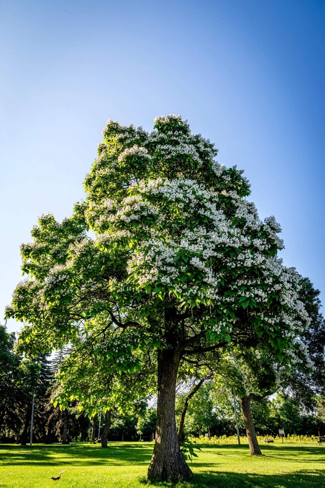50 Northern Catalpa Tree Seeds - Fast Growing Shade Tree, Large White Flowers - Image 10