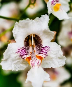 50 Northern Catalpa Tree Seeds - Fast Growing Shade Tree, Large White Flowers - Image 11
