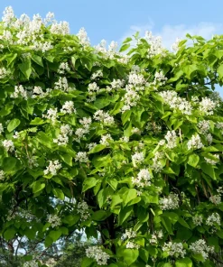 50 Northern Catalpa Tree Seeds - Fast Growing Shade Tree, Large White Flowers - Image 12