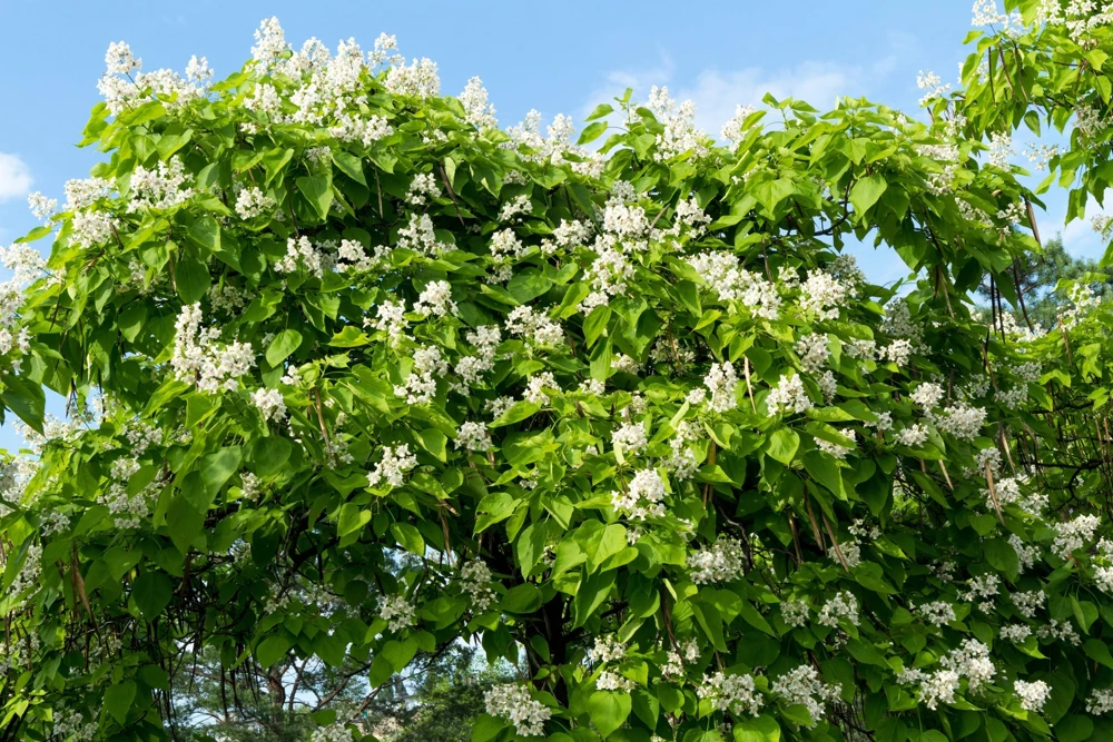 50 Northern Catalpa Tree Seeds - Fast Growing Shade Tree, Large White Flowers - Image 12