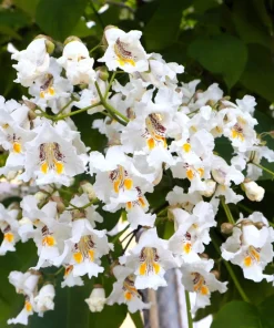 50 Northern Catalpa Tree Seeds - Fast Growing Shade Tree, Large White Flowers - Image 2