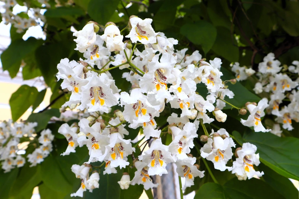 50 Northern Catalpa Tree Seeds - Fast Growing Shade Tree, Large White Flowers - Image 2