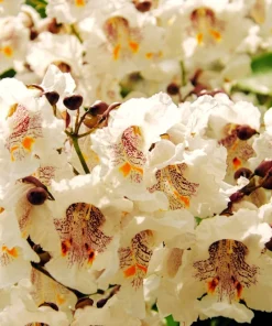 50 Northern Catalpa Tree Seeds - Fast Growing Shade Tree, Large White Flowers - Image 3
