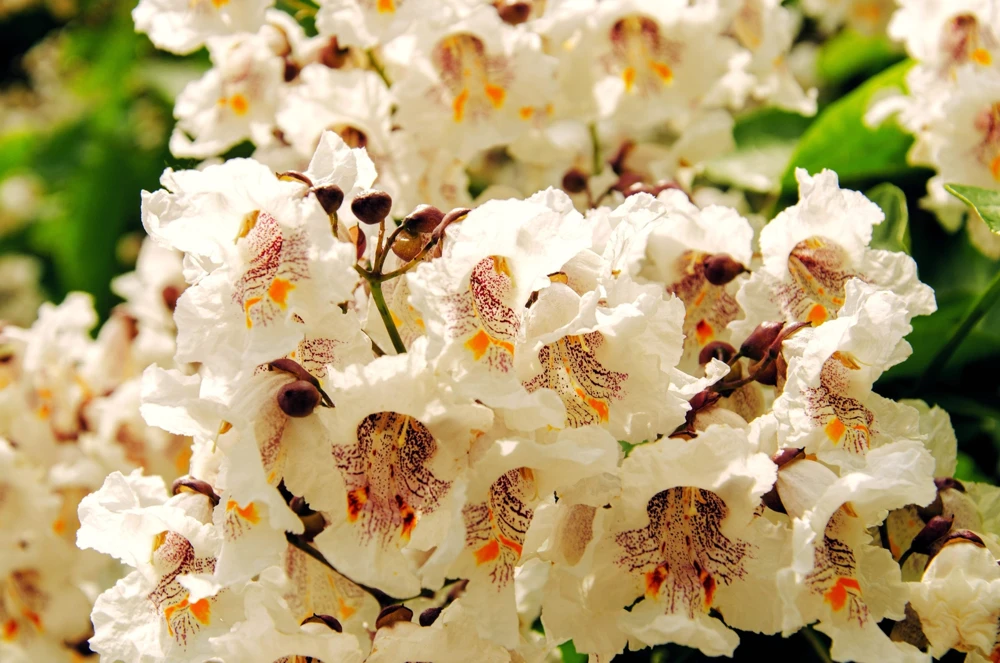 50 Northern Catalpa Tree Seeds - Fast Growing Shade Tree, Large White Flowers - Image 3