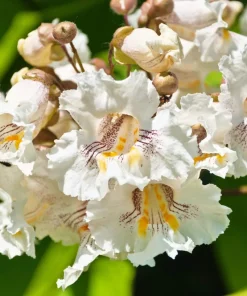 50 Northern Catalpa Tree Seeds - Fast Growing Shade Tree, Large White Flowers - Image 4