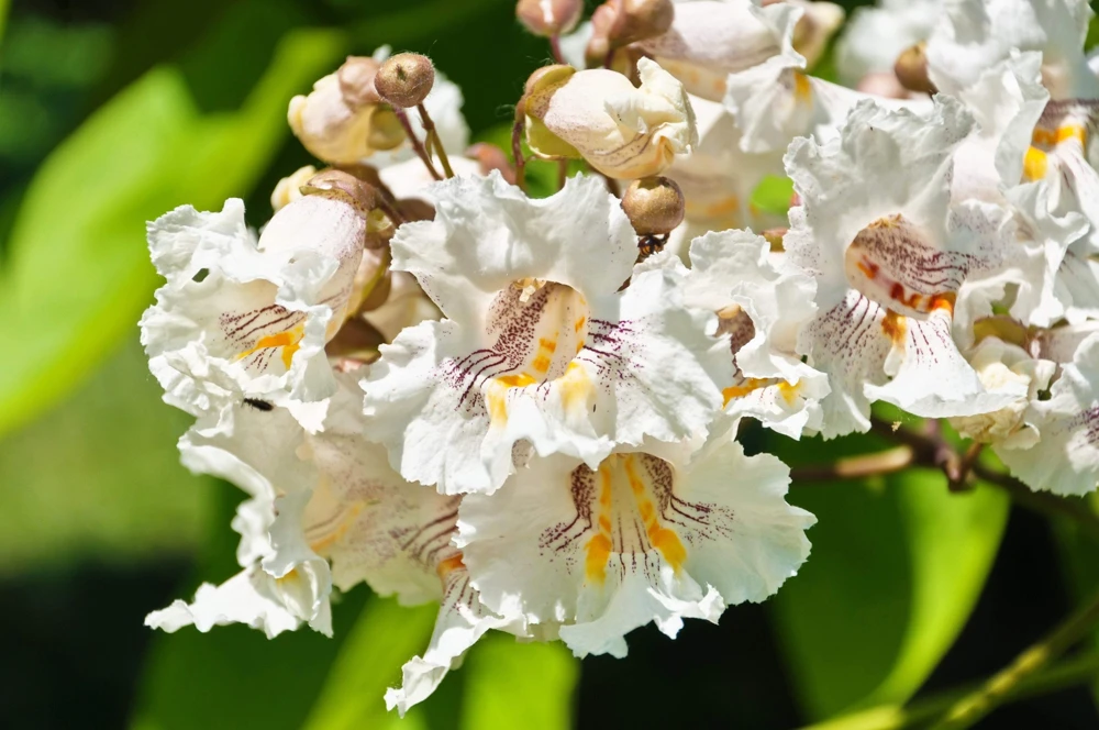 50 Northern Catalpa Tree Seeds - Fast Growing Shade Tree, Large White Flowers - Image 4