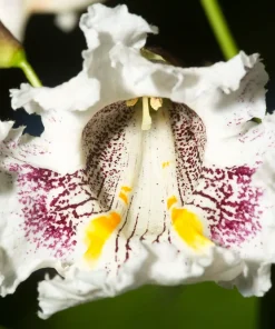 50 Northern Catalpa Tree Seeds - Fast Growing Shade Tree, Large White Flowers - Image 5