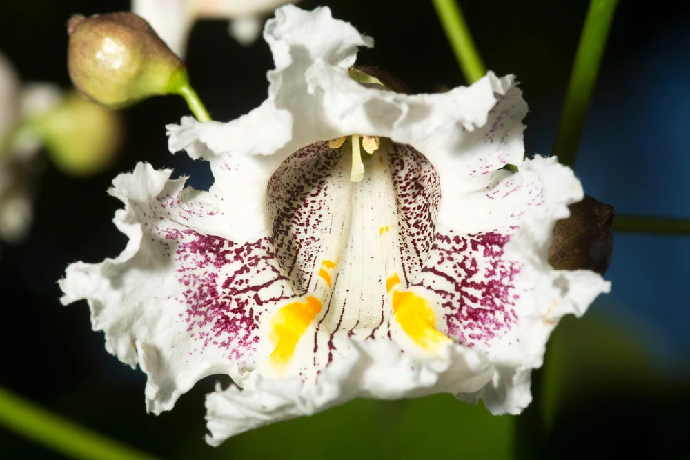 50 Northern Catalpa Tree Seeds - Fast Growing Shade Tree, Large White Flowers - Image 5