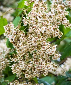 50 Northern Catalpa Tree Seeds - Fast Growing Shade Tree, Large White Flowers - Image 6
