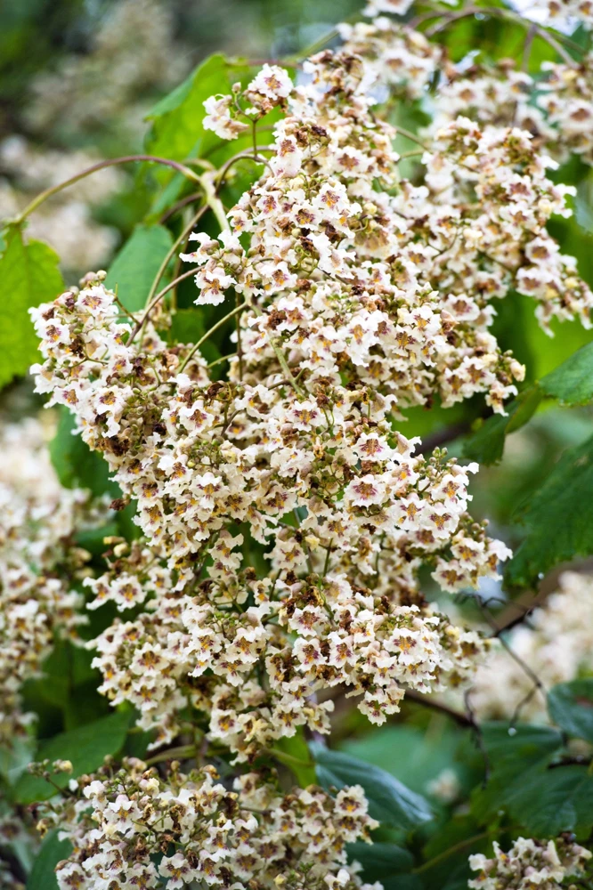 50 Northern Catalpa Tree Seeds - Fast Growing Shade Tree, Large White Flowers - Image 6