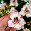 50 Northern Catalpa Tree Seeds - Fast Growing Shade Tree, Large White Flowers - Image 1