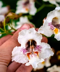 50 Northern Catalpa Tree Seeds - Fast Growing Shade Tree, Large White Flowers - Image 1