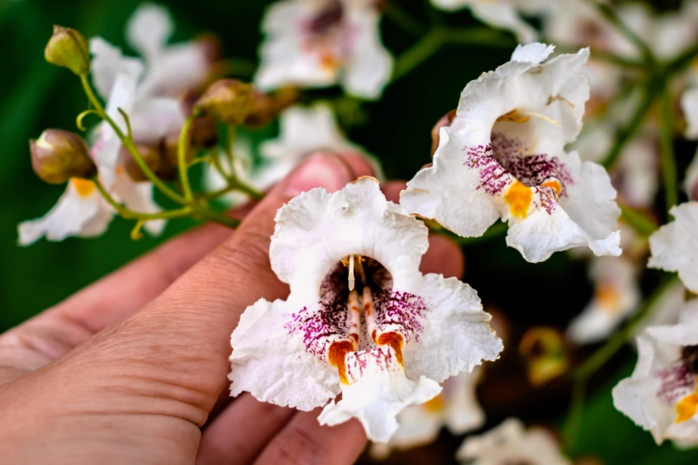 50 Northern Catalpa Tree Seeds - Fast Growing Shade Tree, Large White Flowers - Image 1