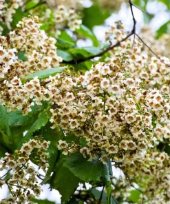 50 Northern Catalpa Tree Seeds - Fast Growing Shade Tree, Large White Flowers - Image 8