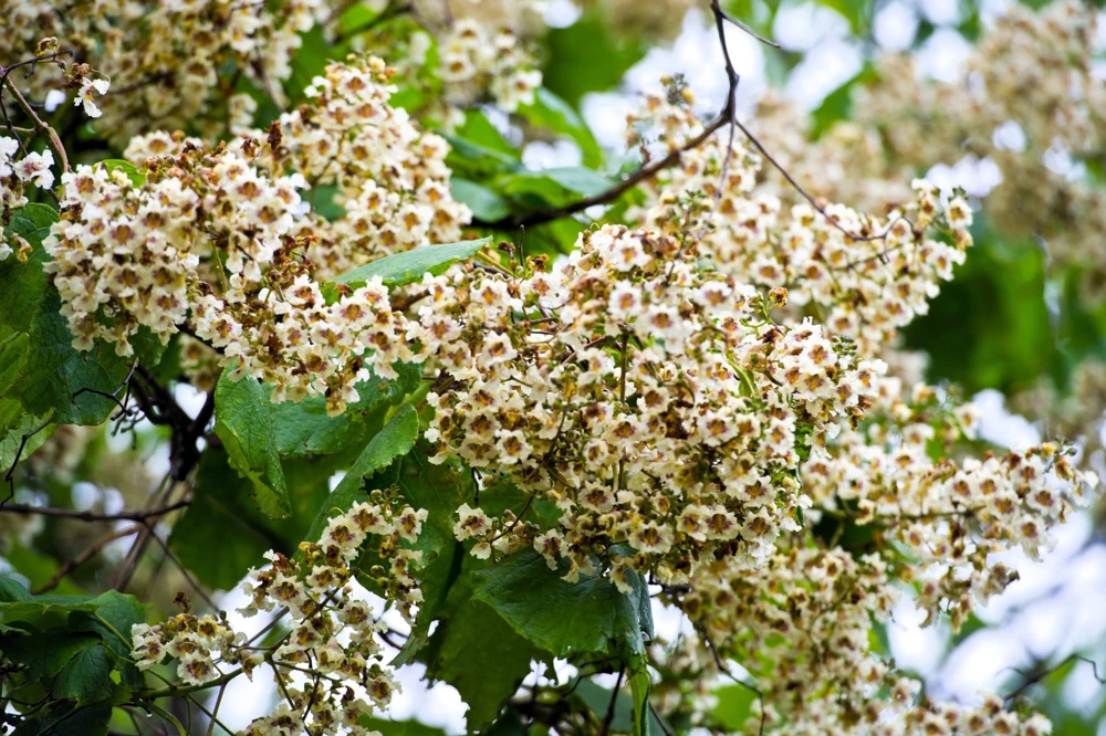 50 Northern Catalpa Tree Seeds - Fast Growing Shade Tree, Large White Flowers - Image 8