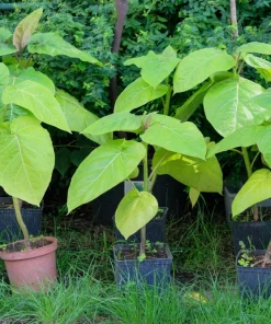 50 Northern Catalpa Tree Seeds - Fast Growing Shade Tree, Large White Flowers - Image 9