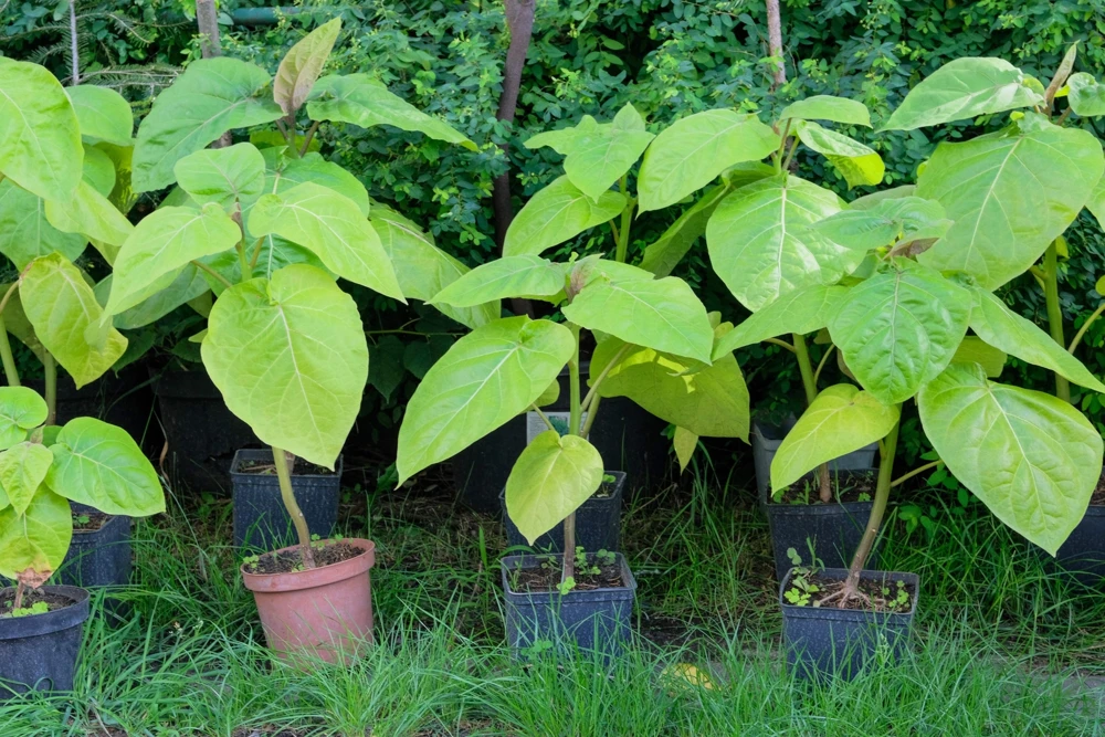 50 Northern Catalpa Tree Seeds - Fast Growing Shade Tree, Large White Flowers - Image 9