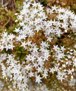 50 Oktoberfest Sedum Acre Gold Moss Stonecrop Seeds - White Flowers - Image 2