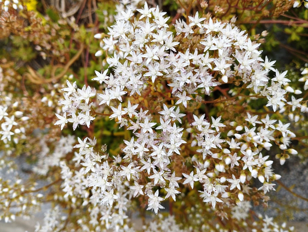 50 Oktoberfest Sedum Acre Gold Moss Stonecrop Seeds - White Flowers - Image 2