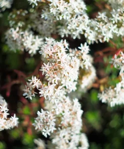 50 Oktoberfest Sedum Acre Gold Moss Stonecrop Seeds - White Flowers - Image 3