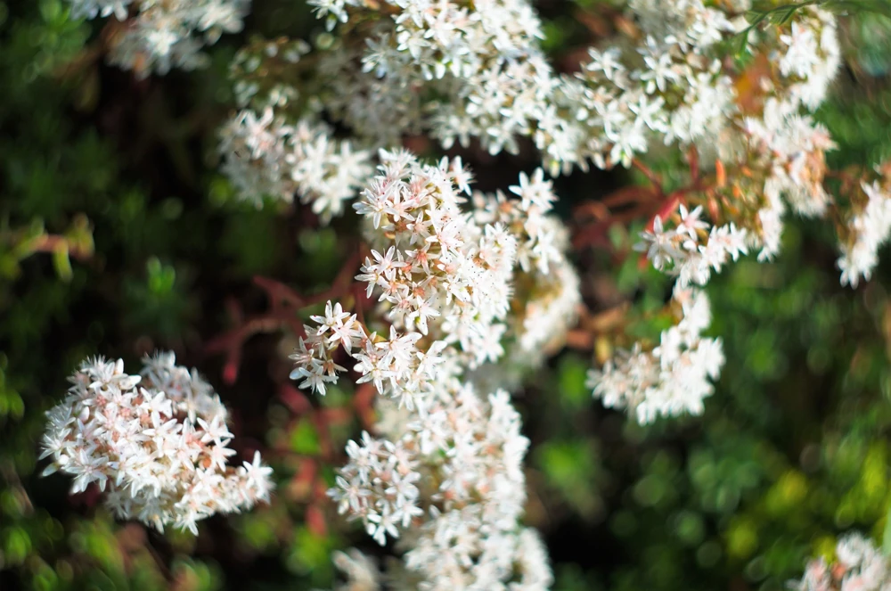 50 Oktoberfest Sedum Acre Gold Moss Stonecrop Seeds - White Flowers - Image 3