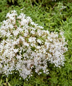 50 Oktoberfest Sedum Acre Gold Moss Stonecrop Seeds - White Flowers - Image 4