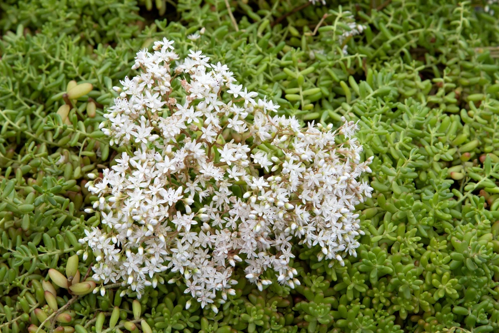 50 Oktoberfest Sedum Acre Gold Moss Stonecrop Seeds - White Flowers - Image 4