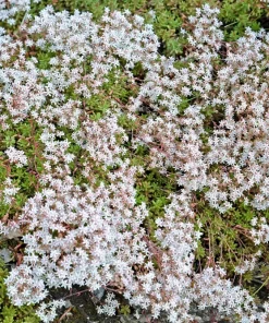 50 Oktoberfest Sedum Acre Gold Moss Stonecrop Seeds - White Flowers - Image 5