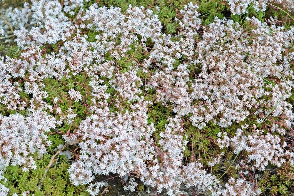 50 Oktoberfest Sedum Acre Gold Moss Stonecrop Seeds - White Flowers - Image 5