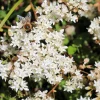 50 Oktoberfest Sedum Acre Gold Moss Stonecrop Seeds - White Flowers - Image 1