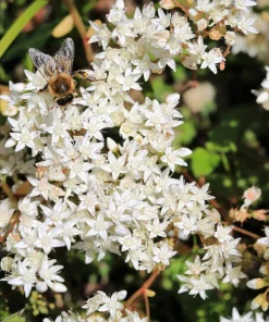 50 Oktoberfest Sedum Acre Gold Moss Stonecrop Seeds - White Flowers - Image 1