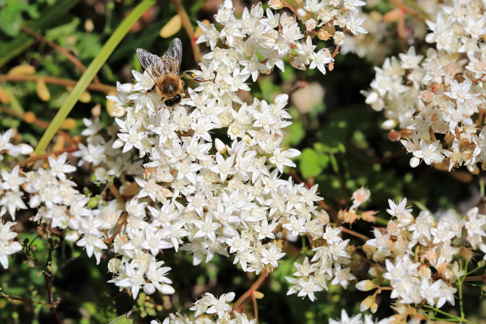 50 Oktoberfest Sedum Acre Gold Moss Stonecrop Seeds - White Flowers - Image 1