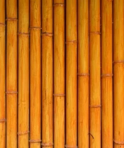 50 Orange Clumping Bamboo Seeds - Exotic Privacy Screen Garden Plants - Image 2